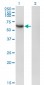 RBPSUH Antibody (monoclonal) (M01)